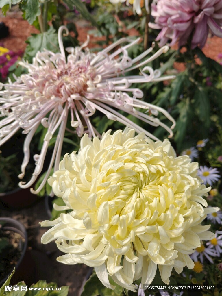 菊花