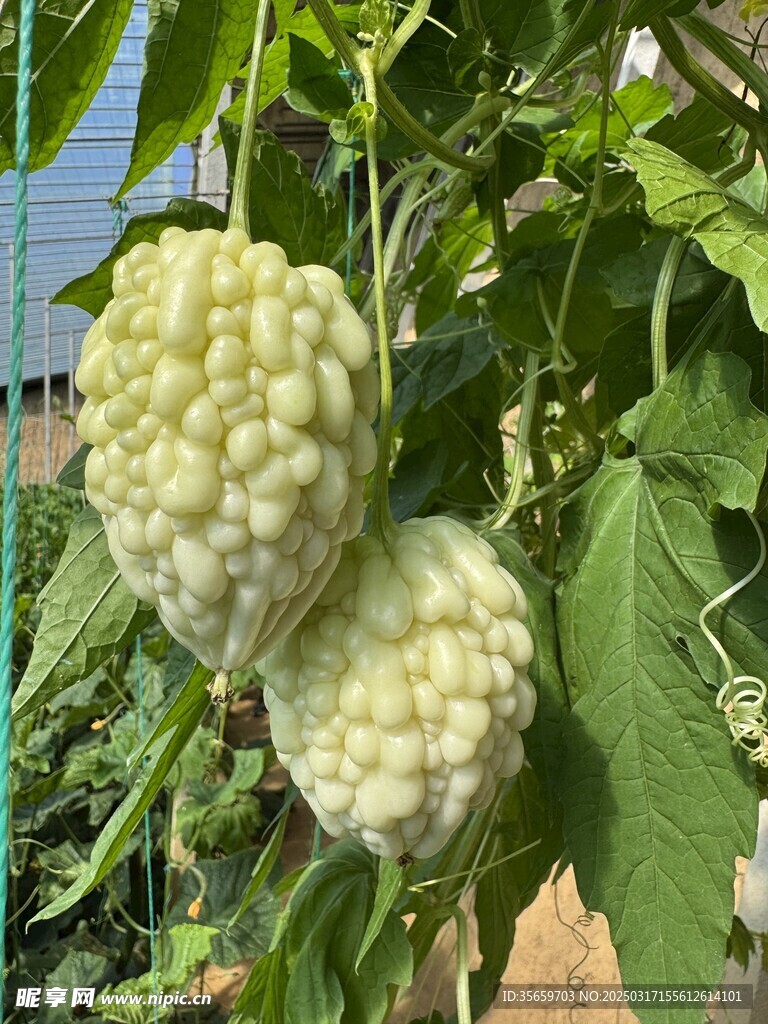 双头水果苦瓜