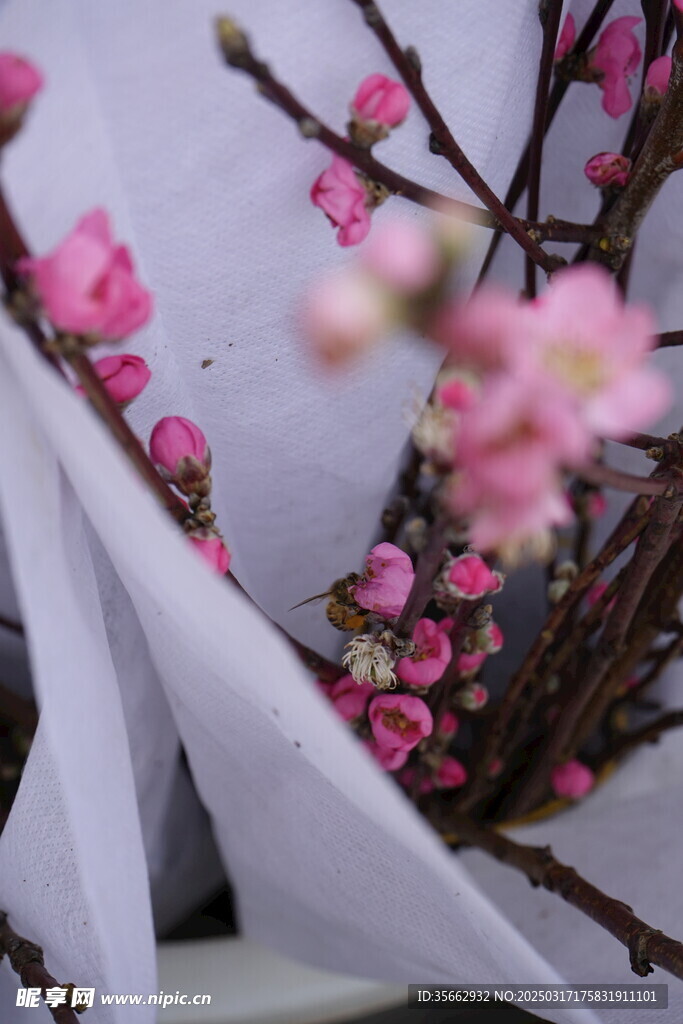 梅花
