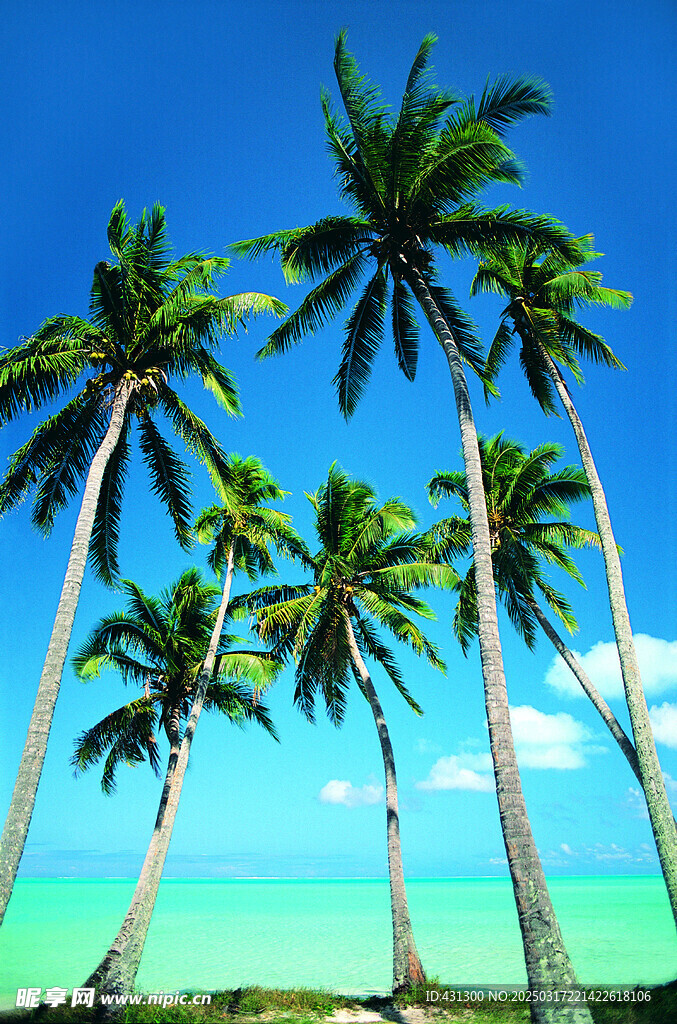海边椰树