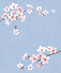 花卉背景素材