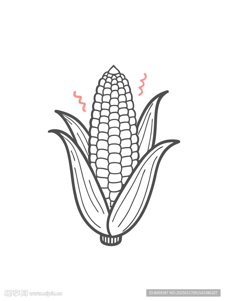 素描玉米插画