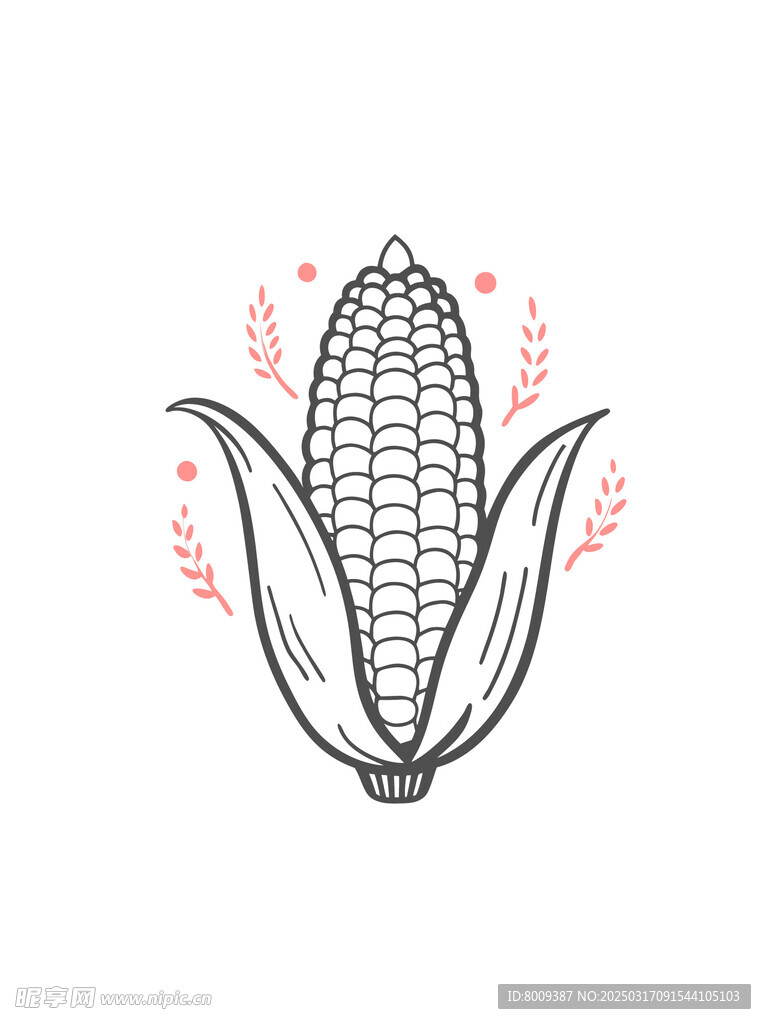 线描玉米插画