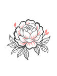 线描牡丹插画