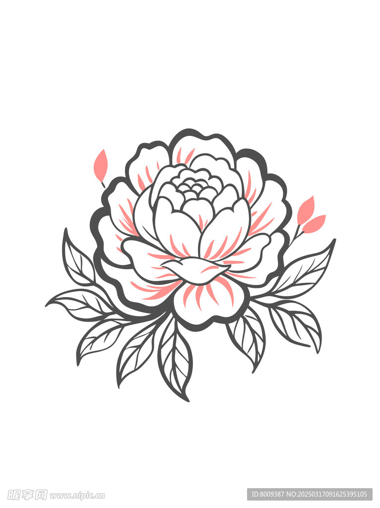 线描牡丹插画