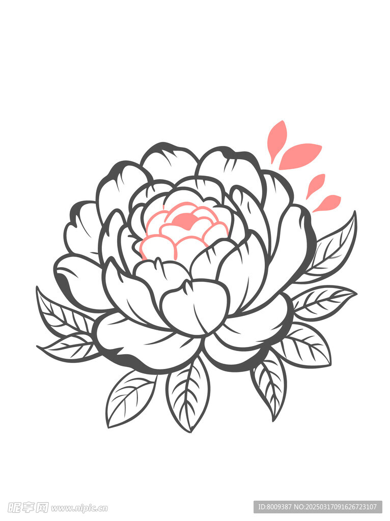 线描牡丹插画