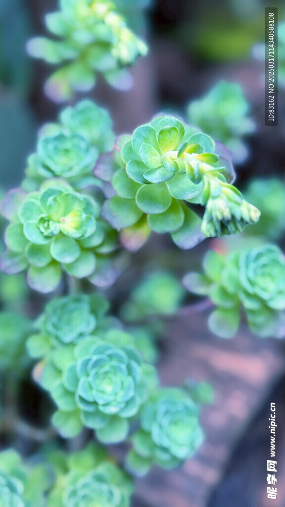 多肉绿色植物