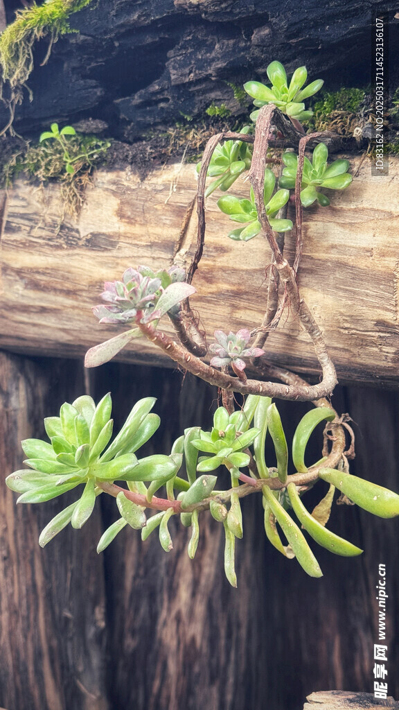 多肉植物