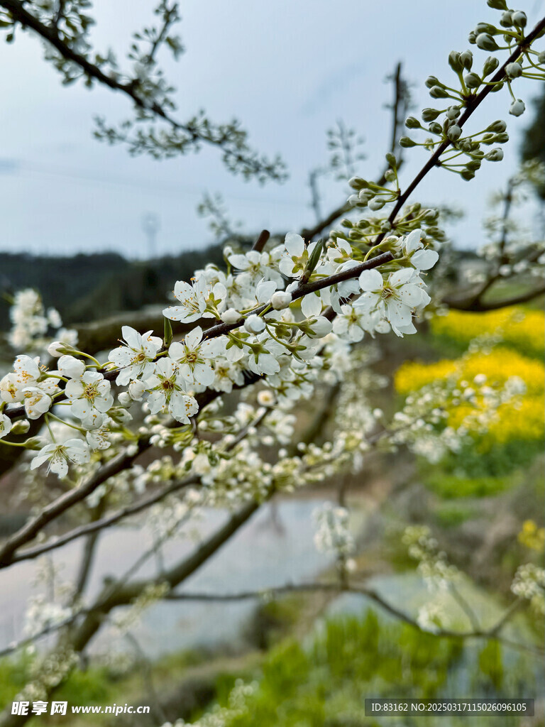 梨花