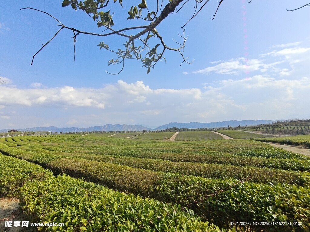 茶园美景