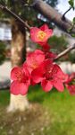 贴梗海棠花