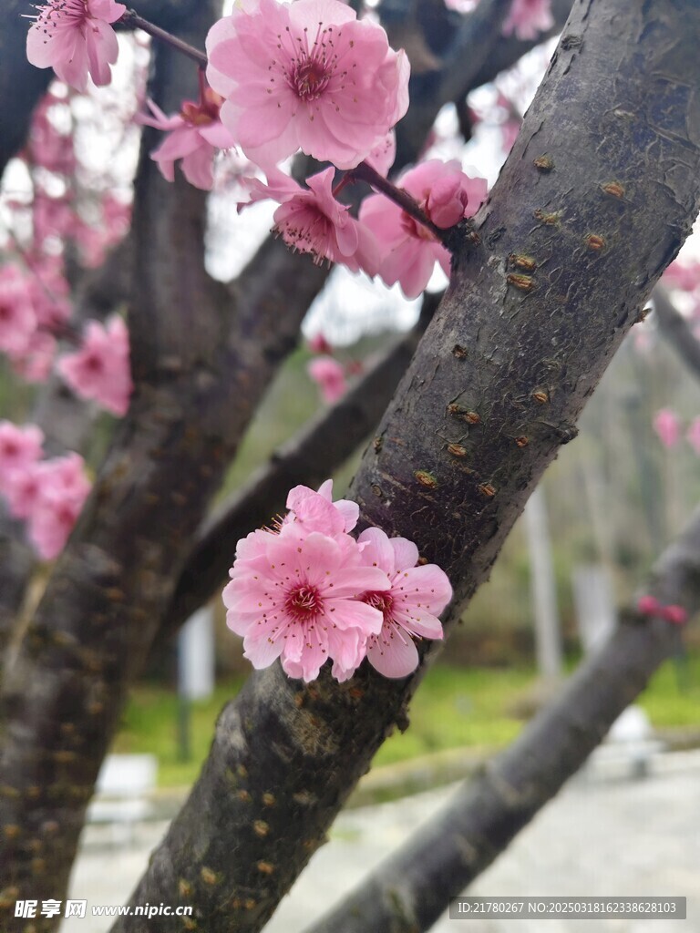 桃花