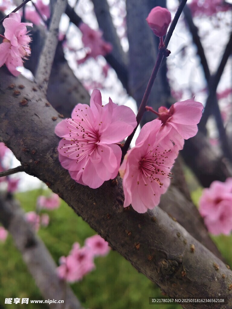 桃花