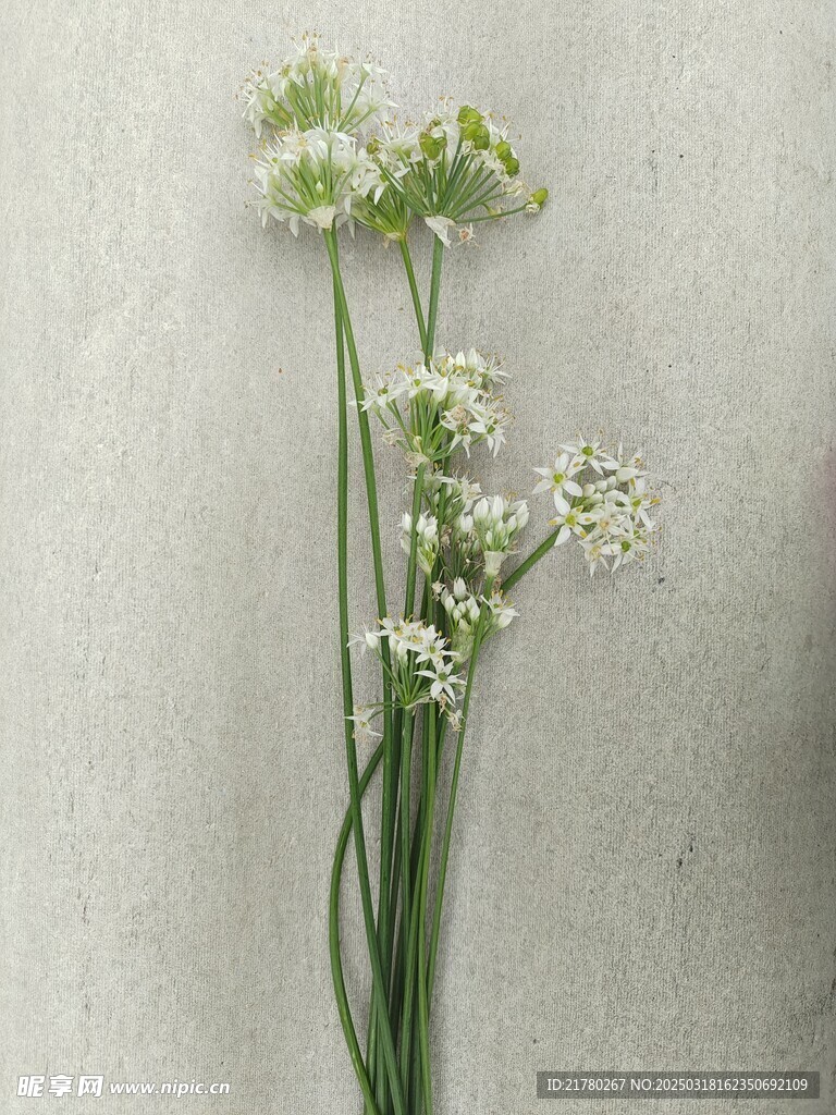 韭菜花