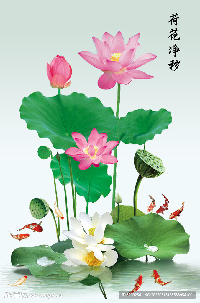 荷花净秽