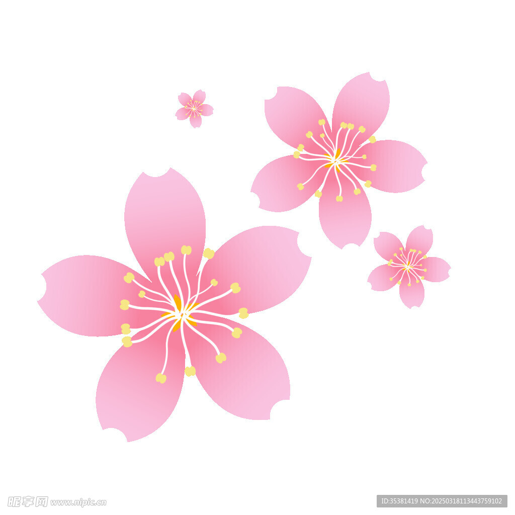 樱花花朵