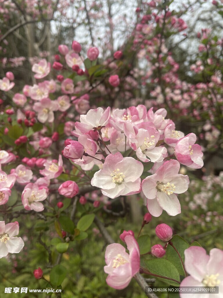 海棠花