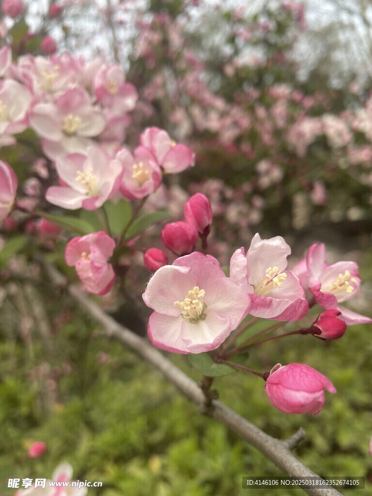 海棠花