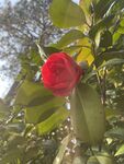 茶花