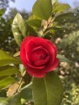 茶花