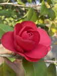 茶花