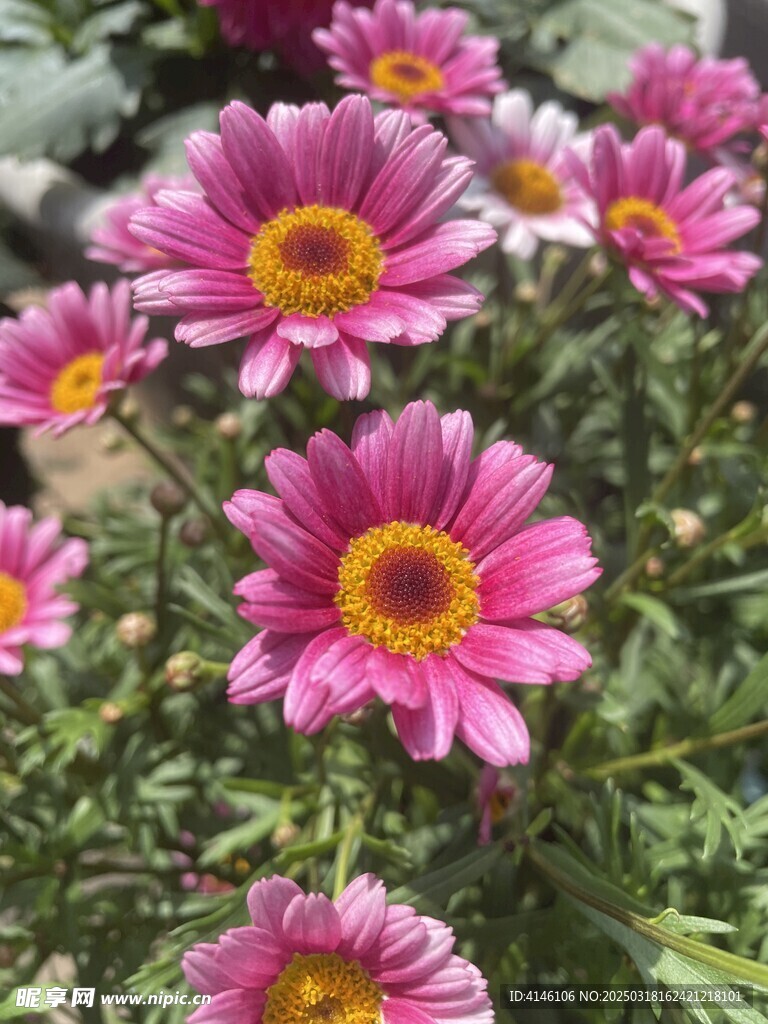 太阳花