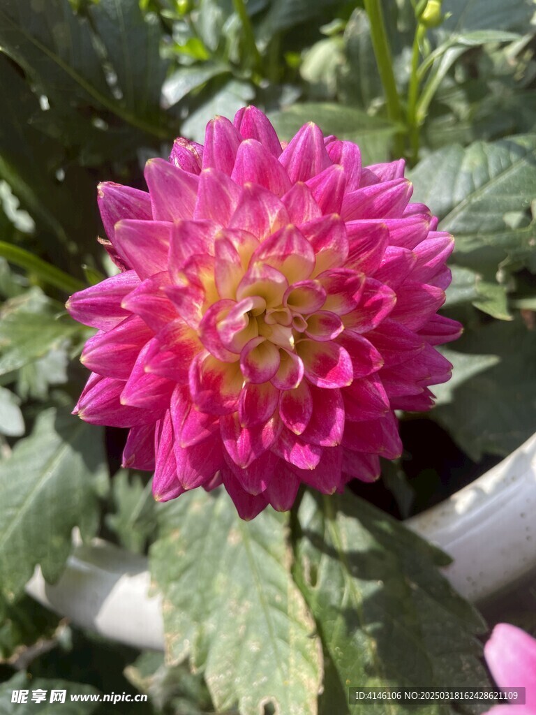大丽花