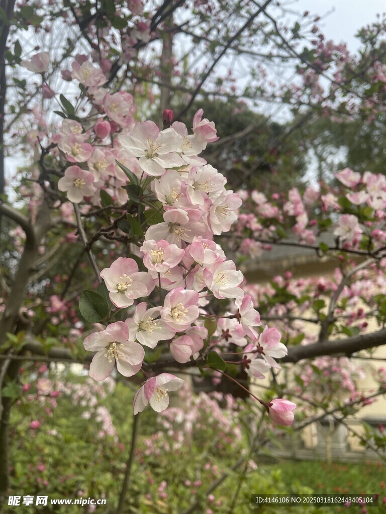 海棠花