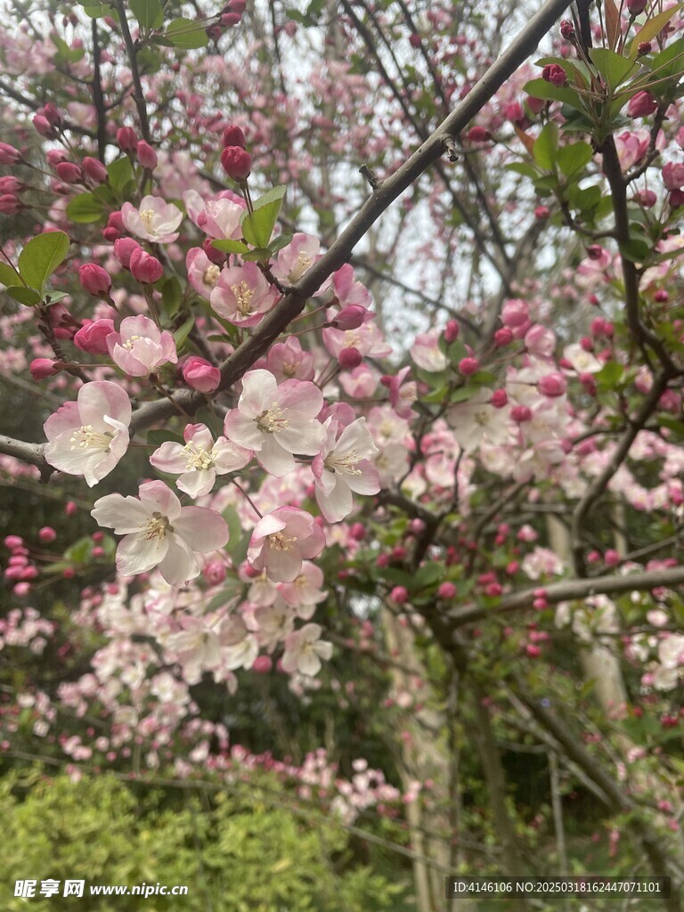 海棠花