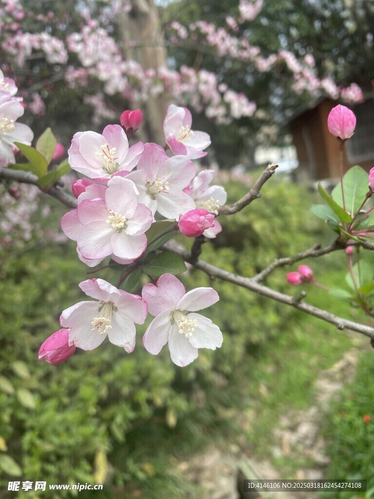 海棠花