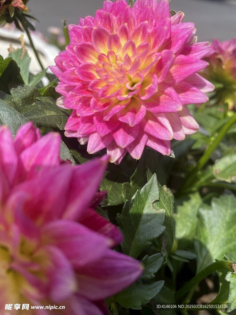 大丽花
