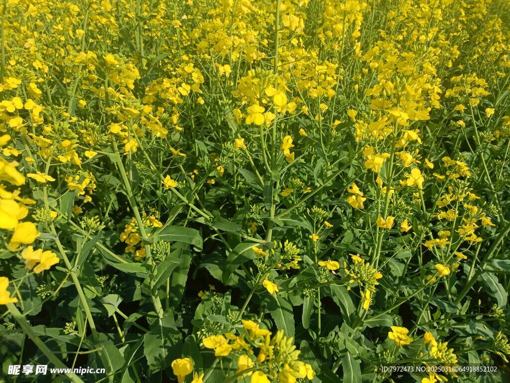 油菜花