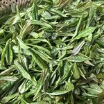新鲜茶叶