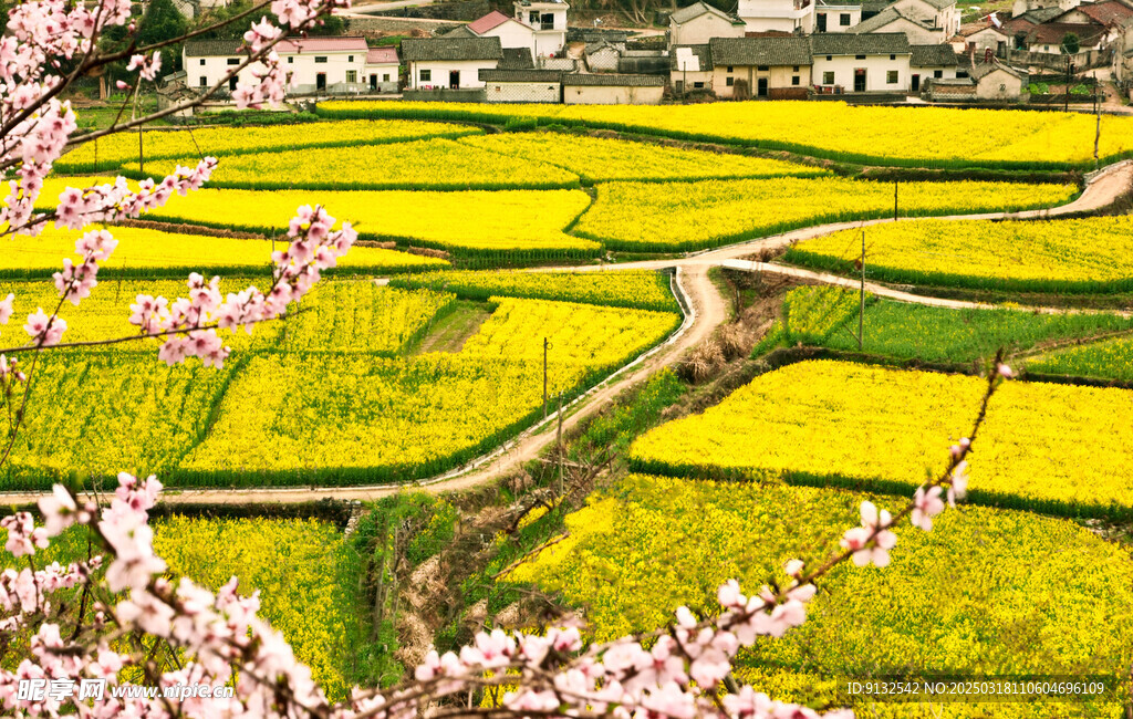 油菜花