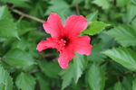 扶桑花