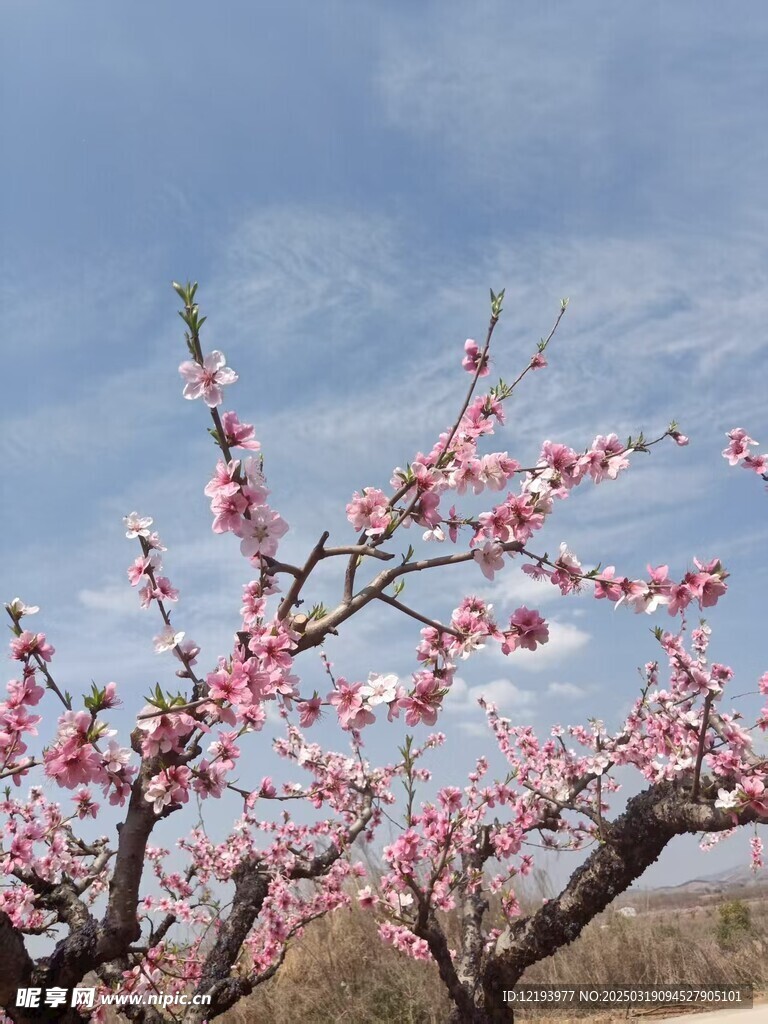 桃树
