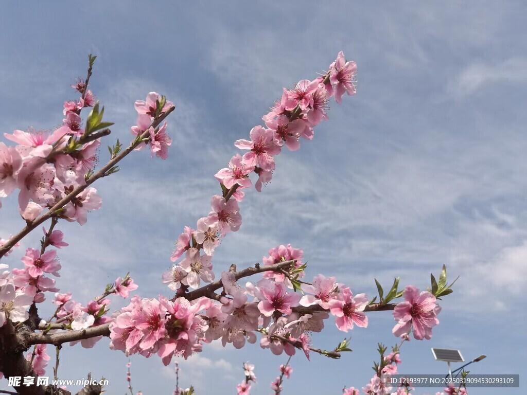 桃花图片