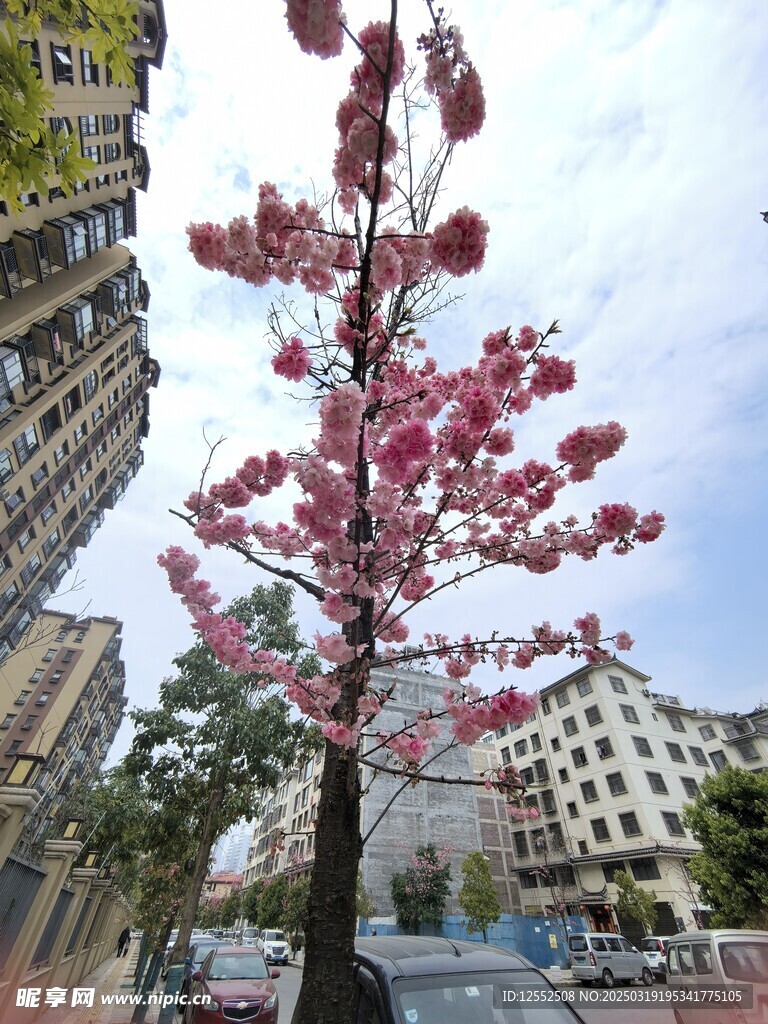 樱花树