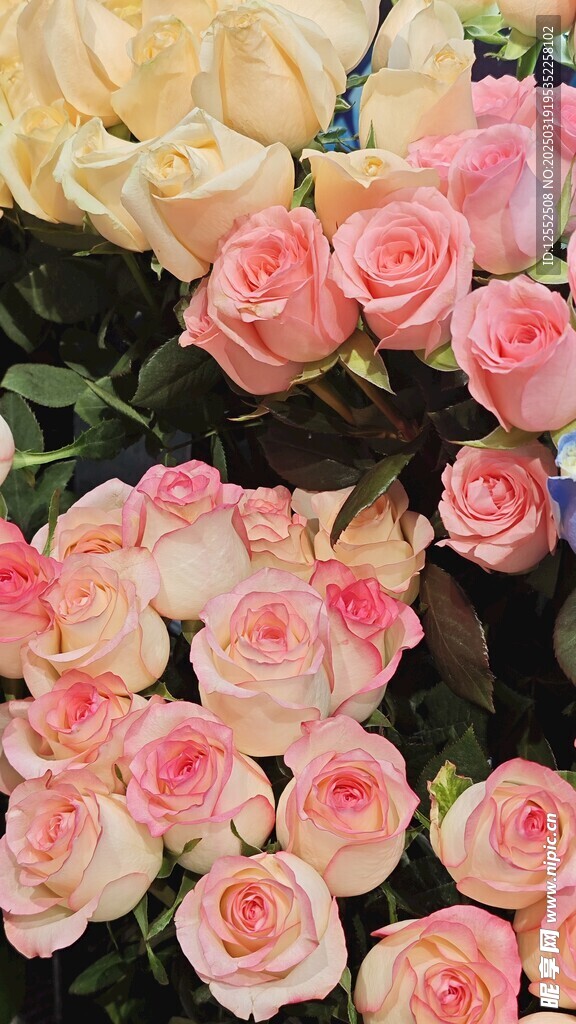 玫瑰花
