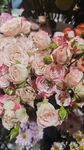 玫瑰花