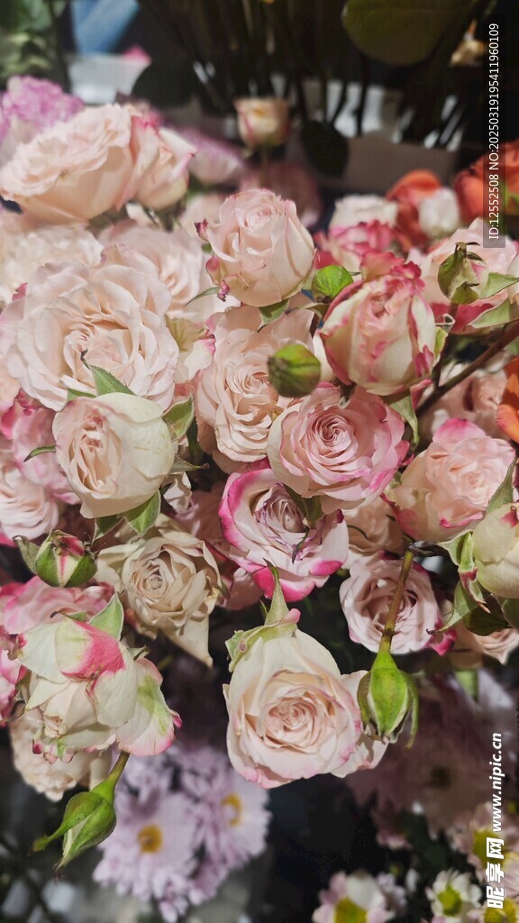 玫瑰花