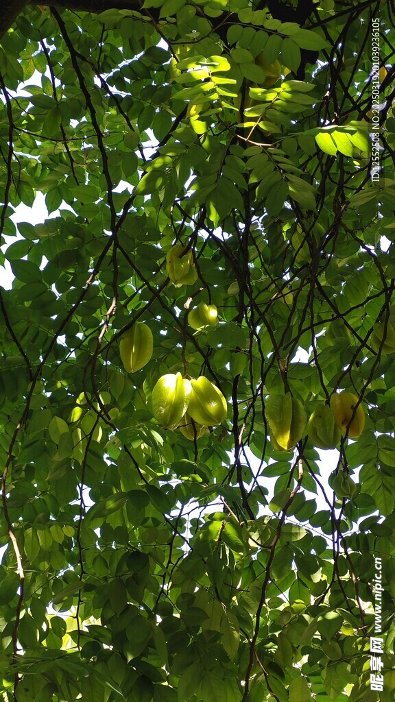 杨桃树