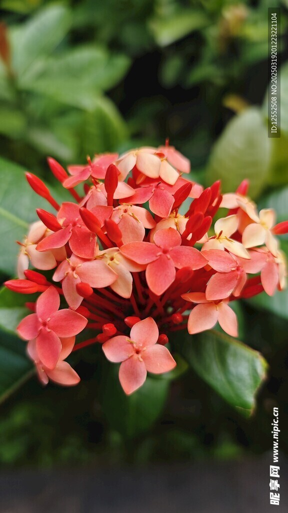 龙船花