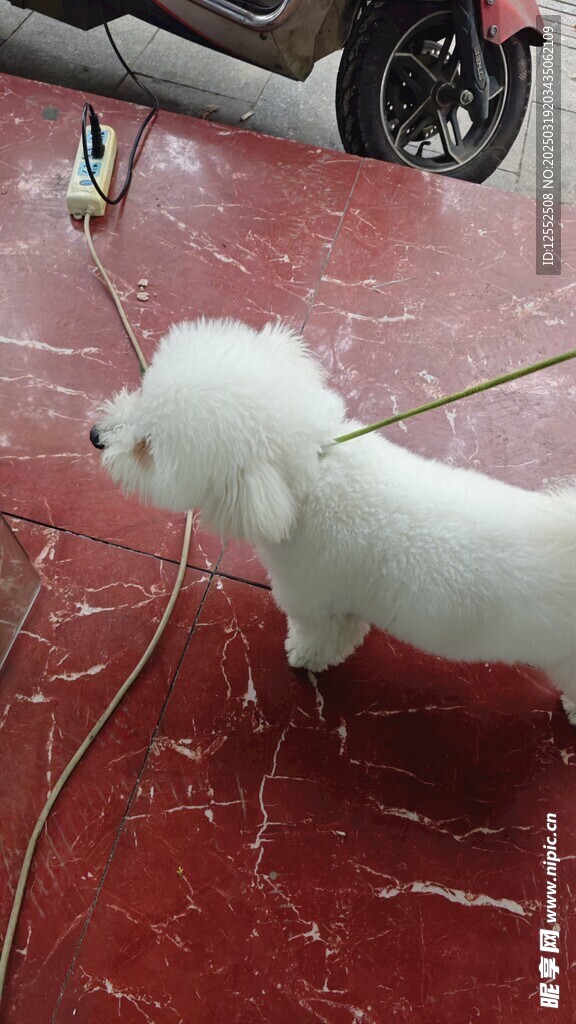 比熊犬