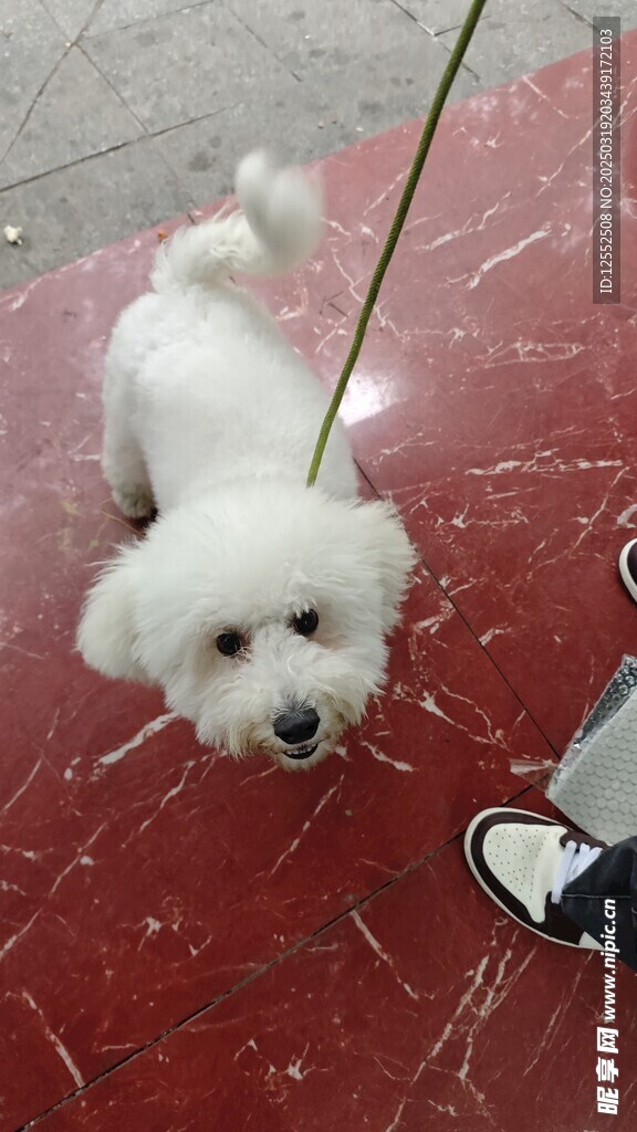 比熊犬
