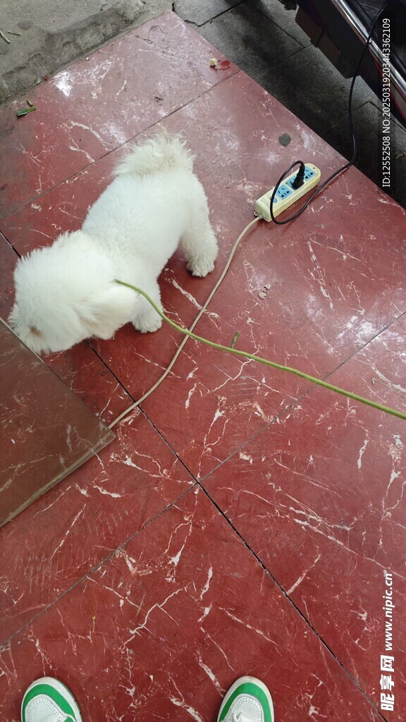 比熊犬 