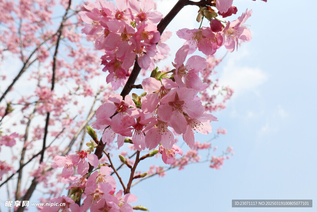 樱花 