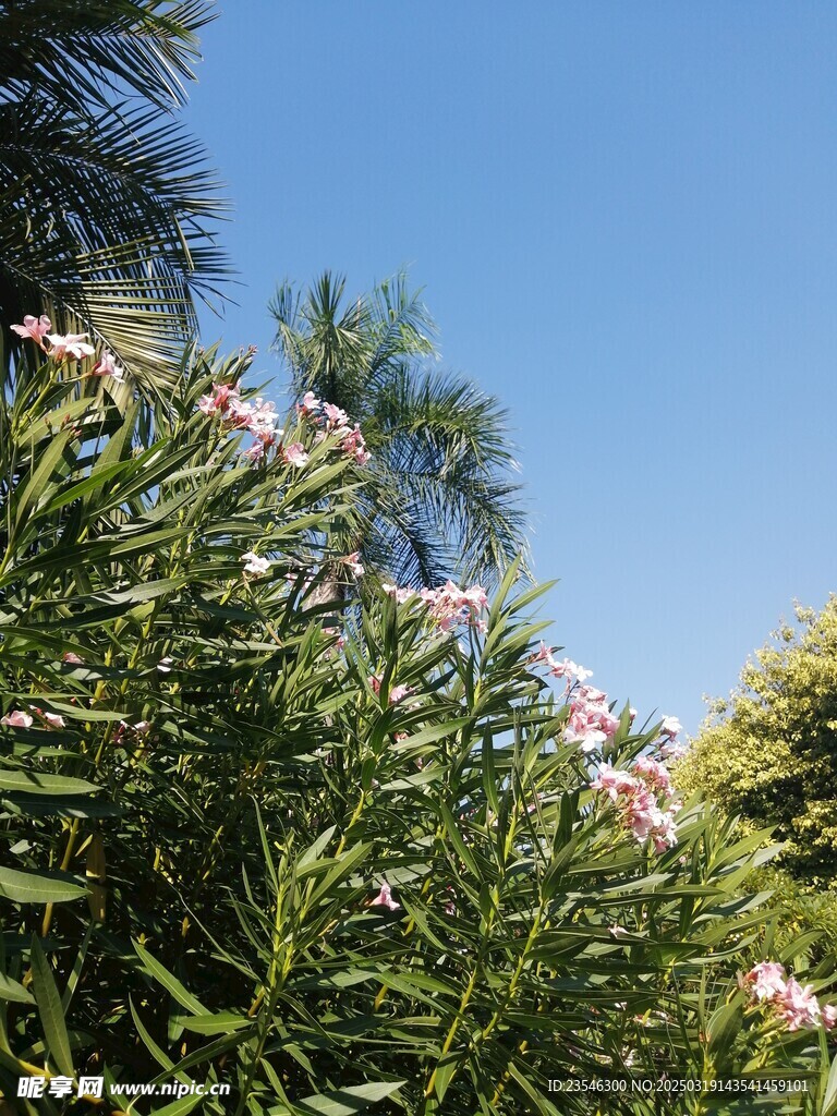 阳光下的夹竹桃