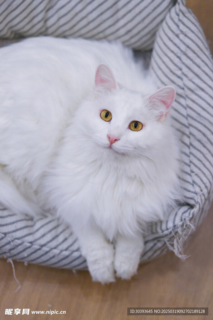 宠物猫