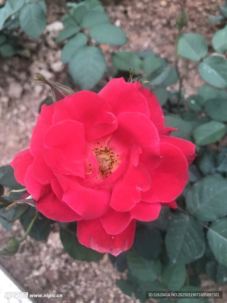 月季